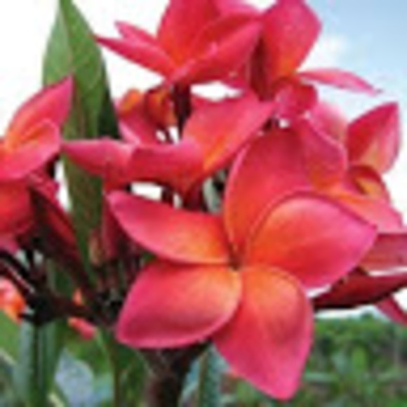 Meet your Posher, Geni - Picture 1 of 1